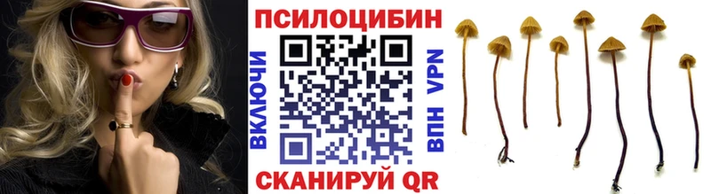 купить  цена  Нестеровская  Псилоцибиновые грибы мицелий 